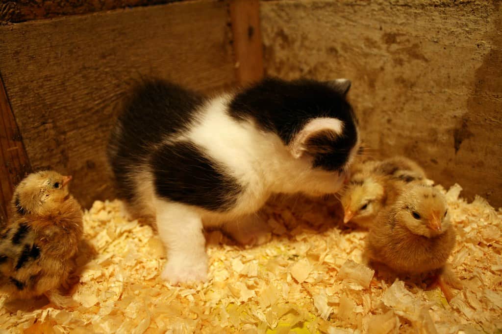 Cohabitation animale