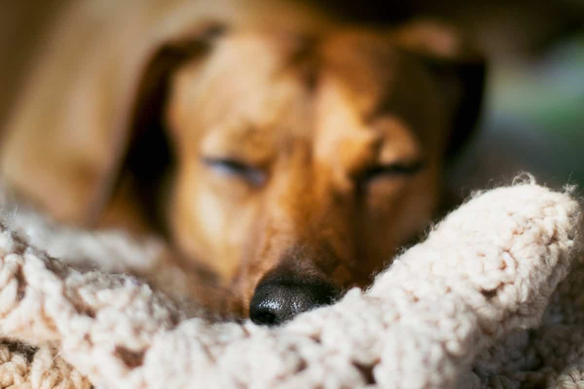 Photo by Em Hopper. Chien qui dort.
