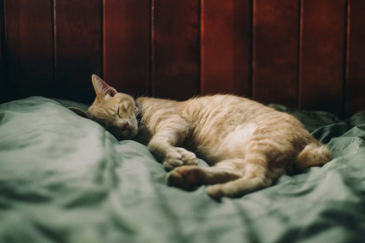 Photo by Dương Nhân. Chat qui dort.
