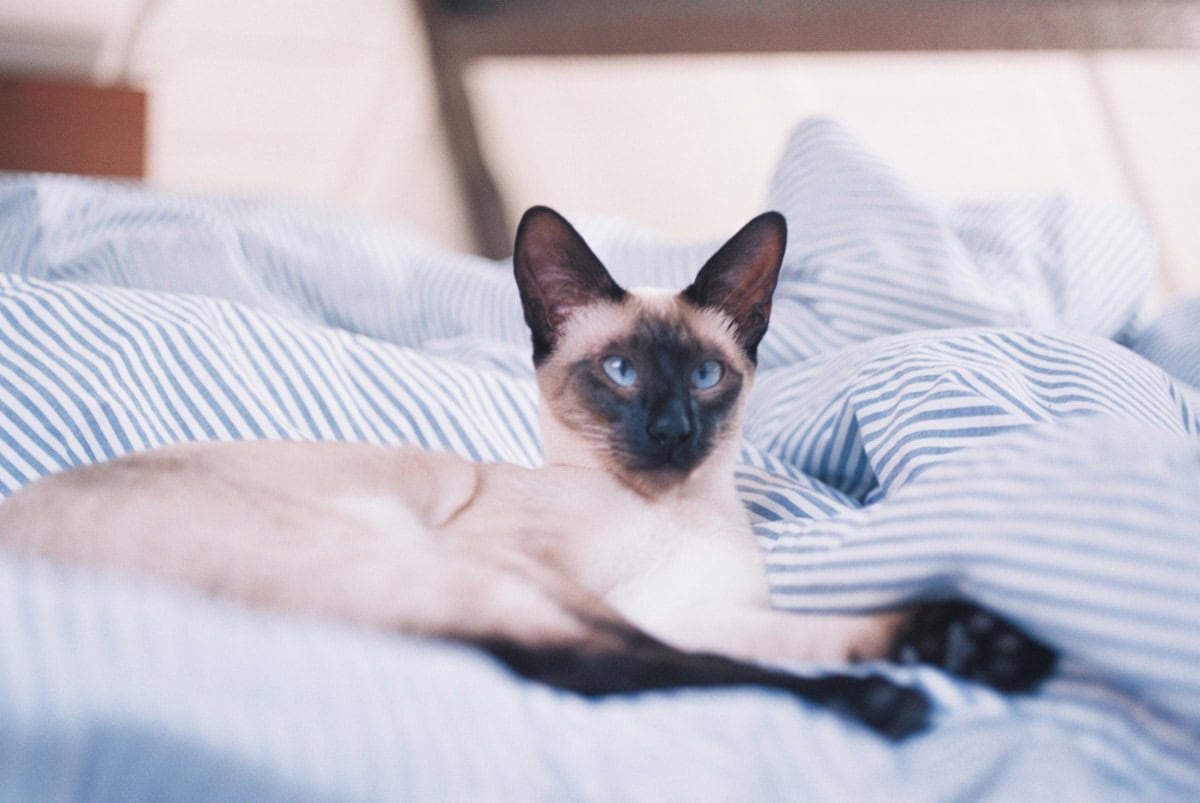 Chat samois. Photo by Lisa Algra.