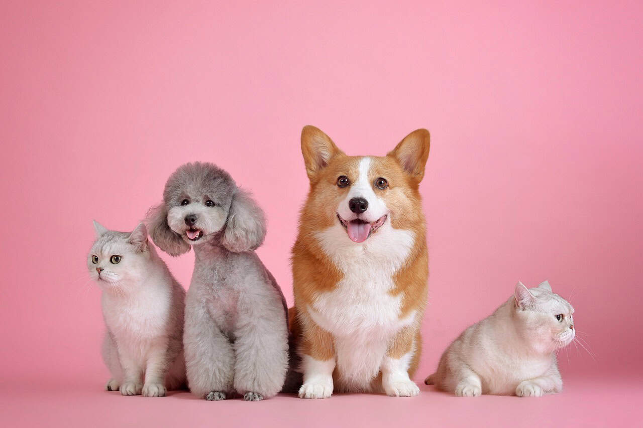 Photo by huoadg5888. Chiens, chats, obésité