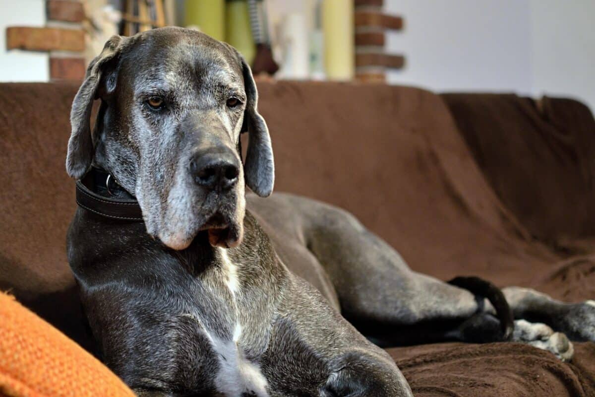 Dogue allemand