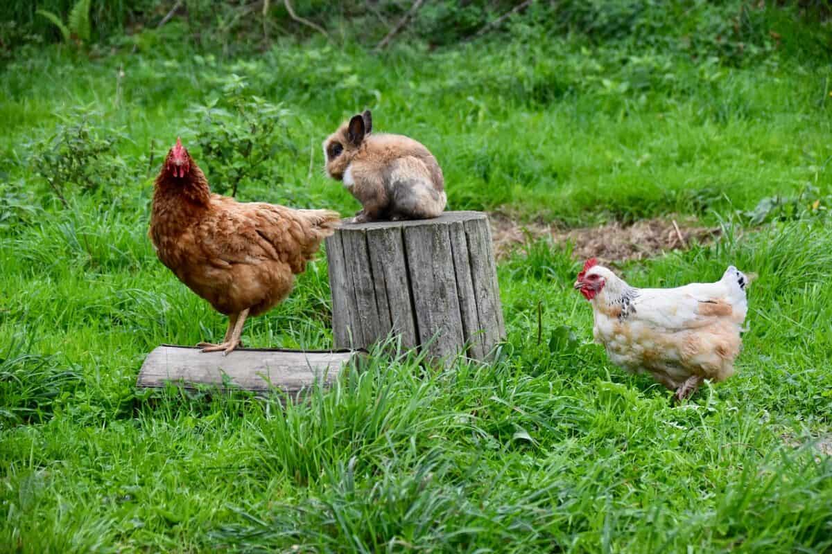 Poules et lapin