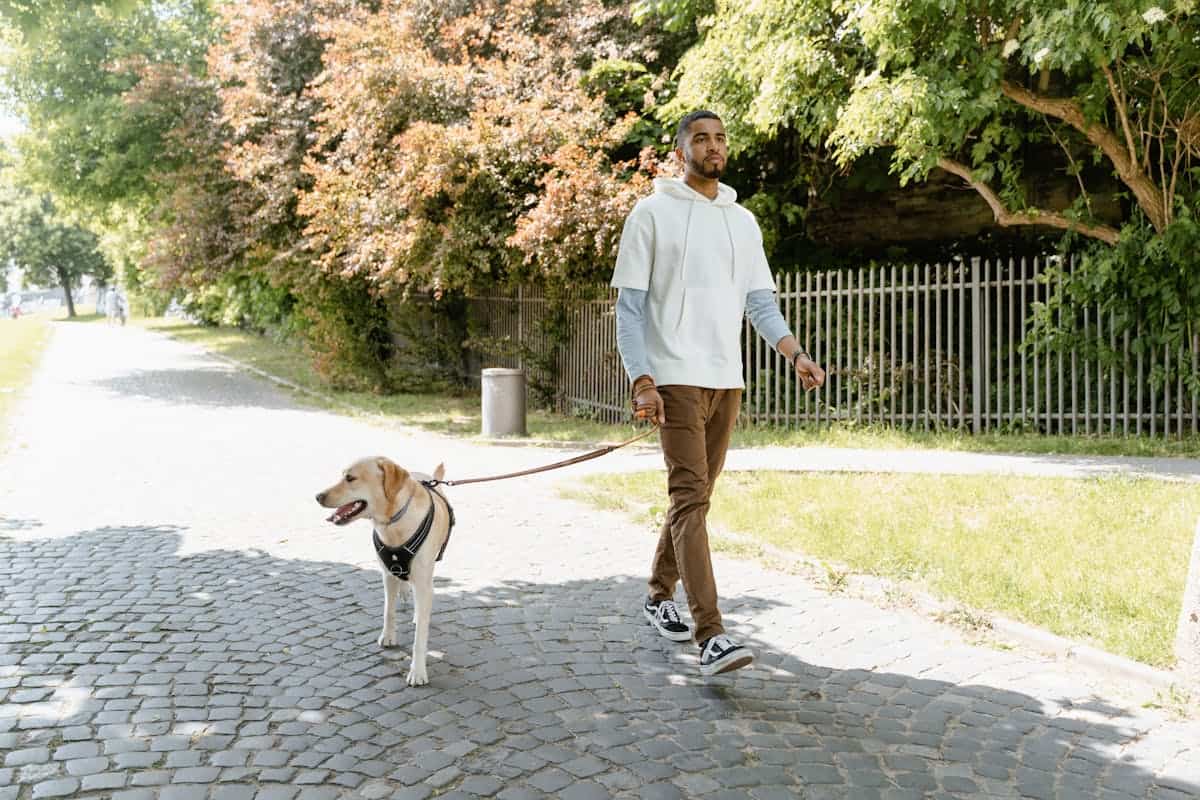 Photo by MART PRODUCTION. Labrador en promenade avec son maître