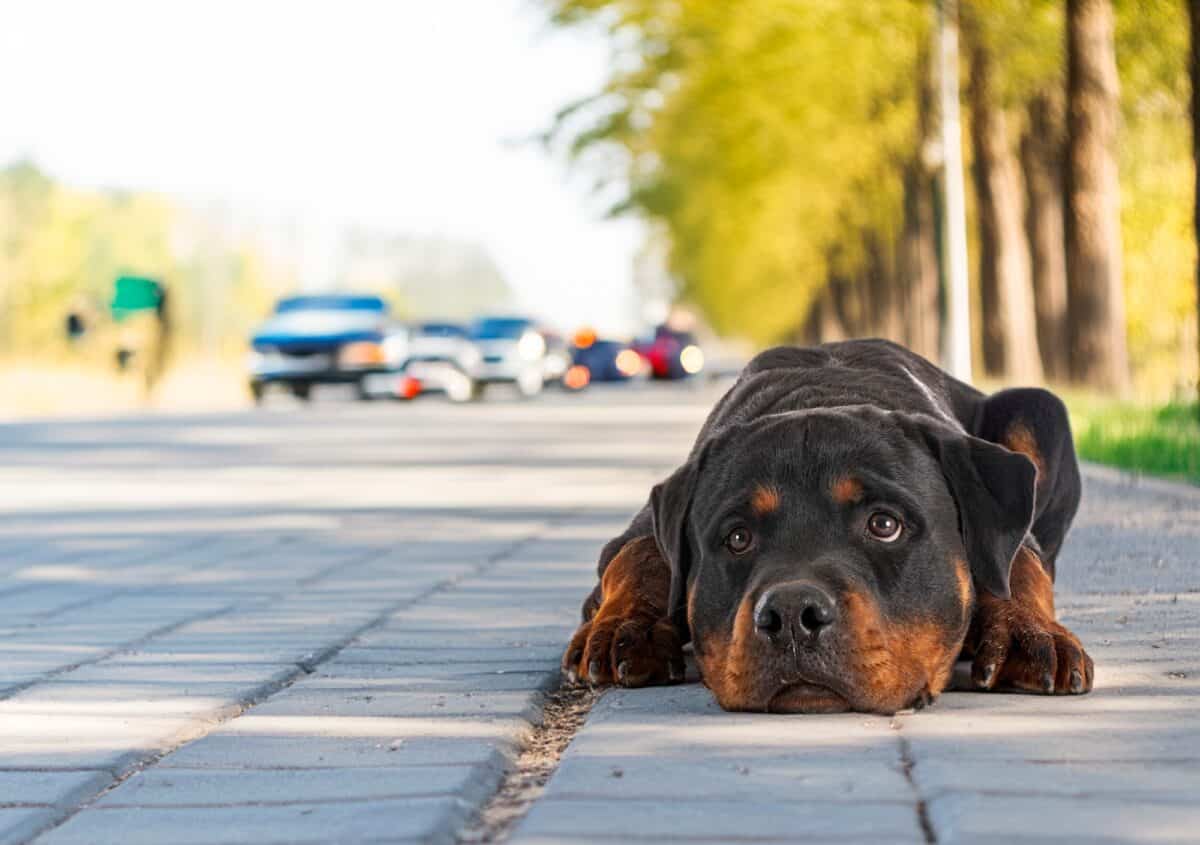 Chien abandonné