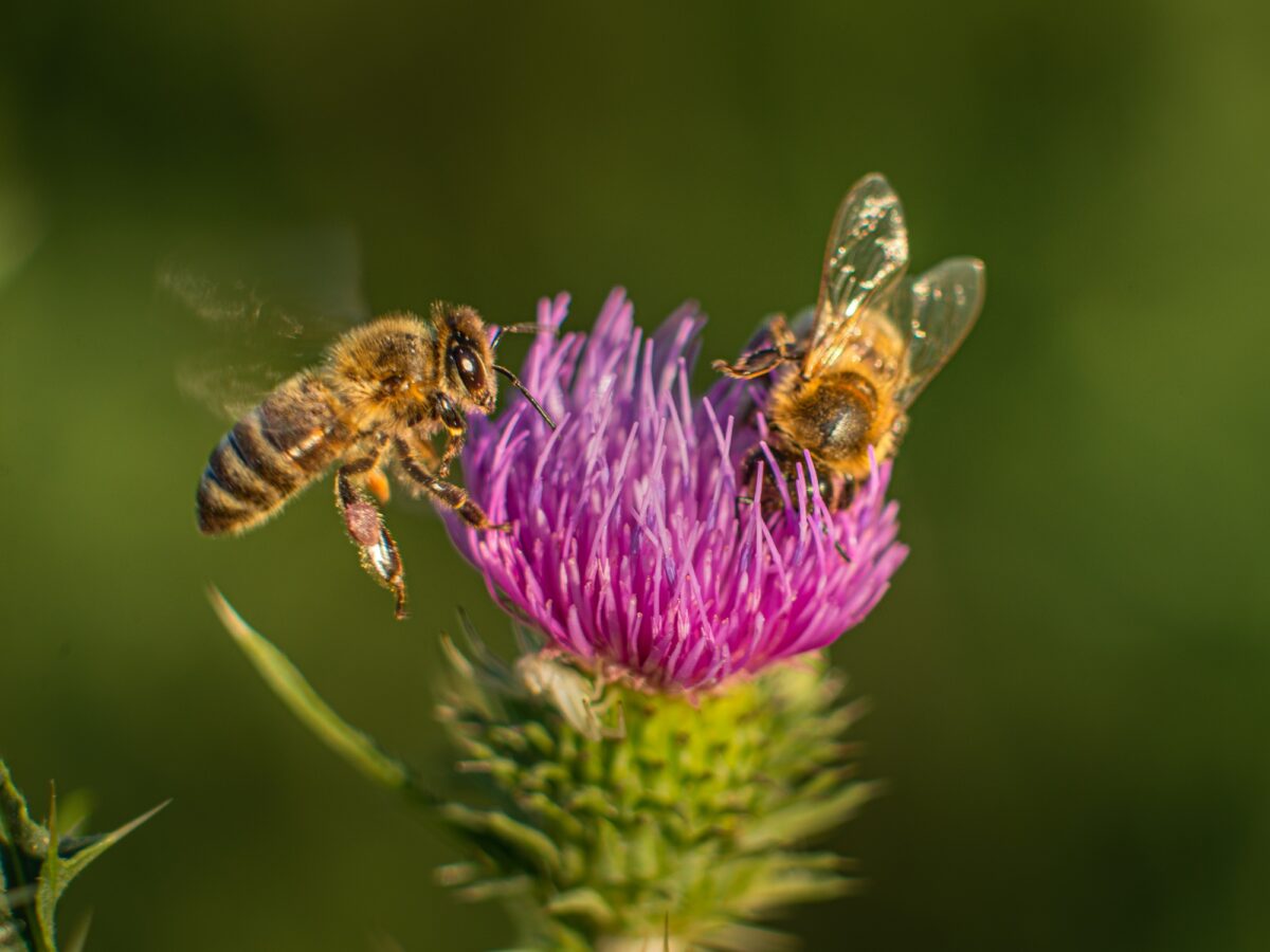 Abeilles sur une fleur