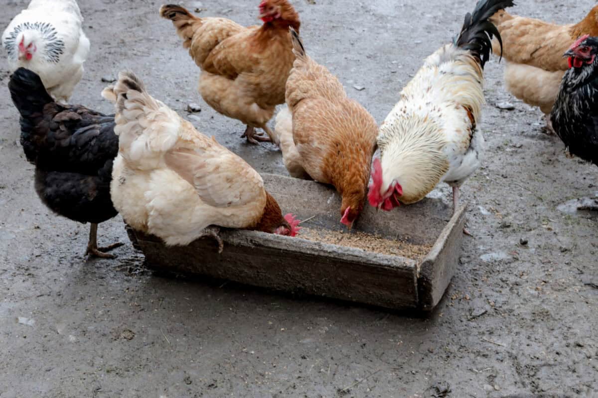 Abreuvoir à grains pour les poules