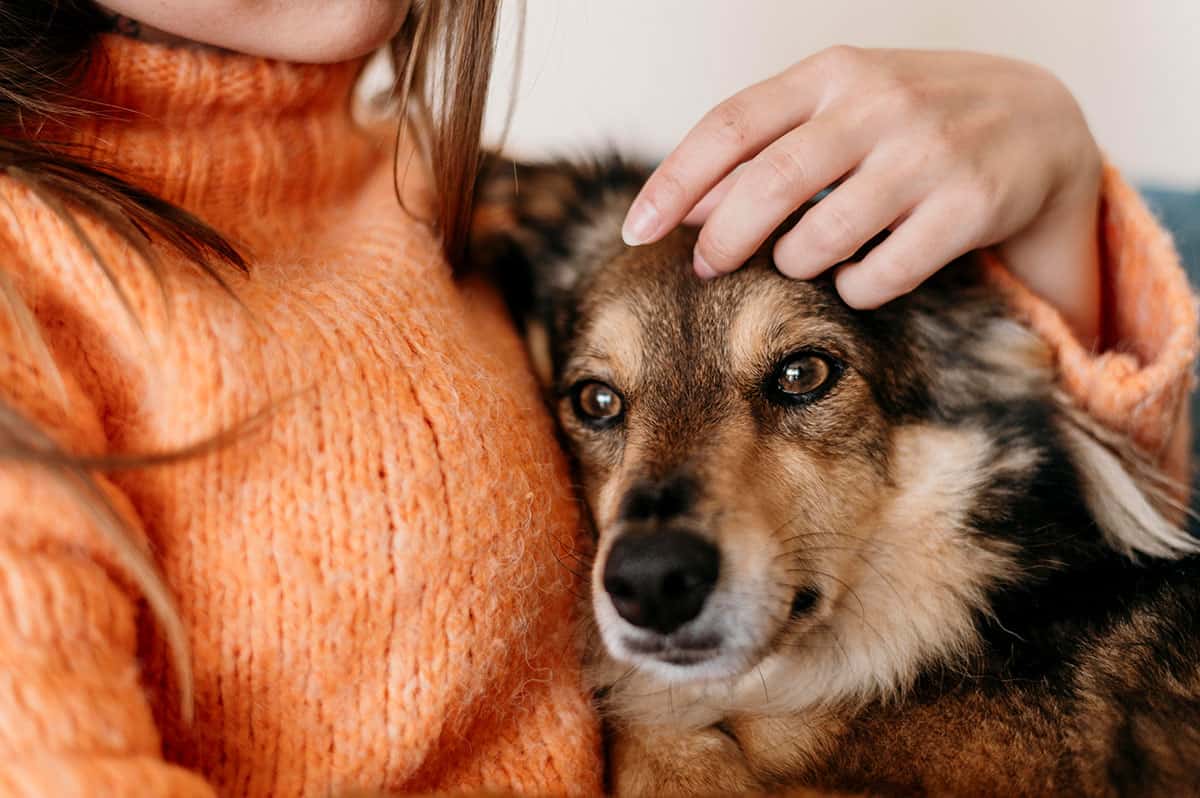Adoption d'un chien