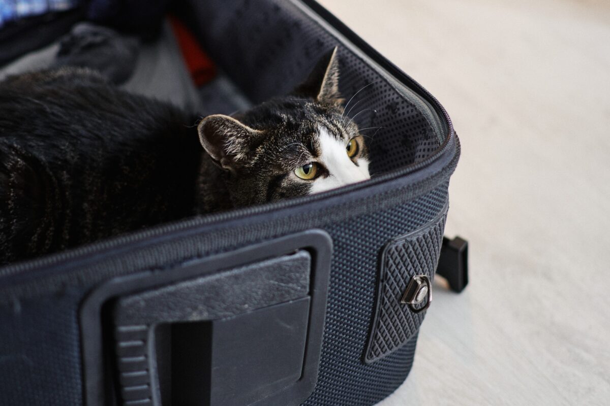 Voyager avec son chat