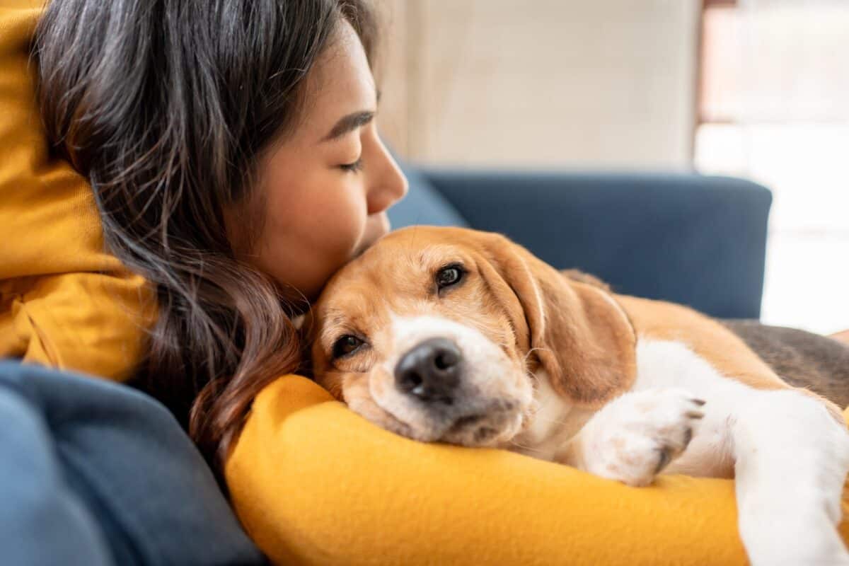 Chiot Beagle et son propriétaire