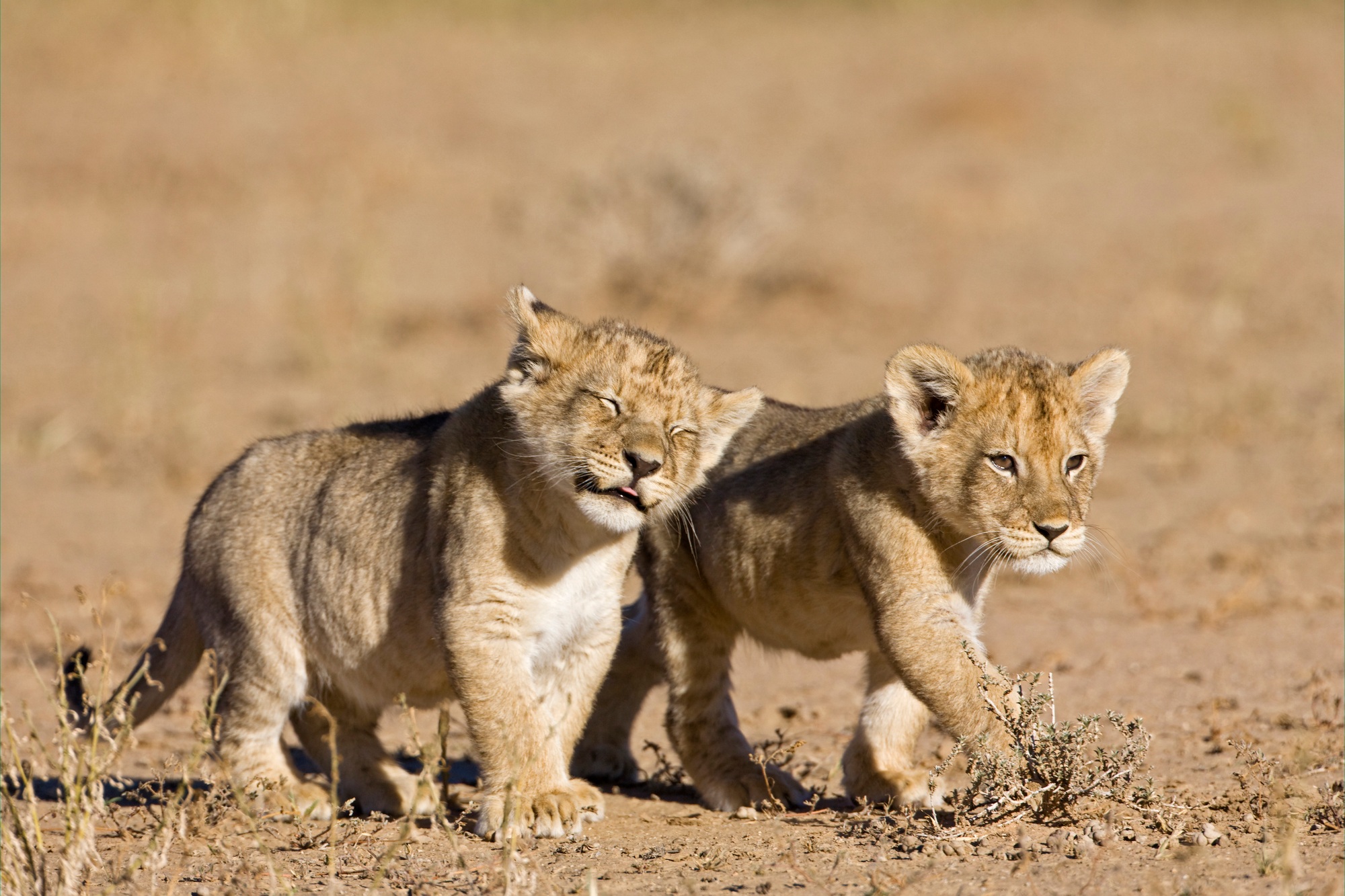 Afrique, Namibie, lionceaux africains (Panthera Leo)