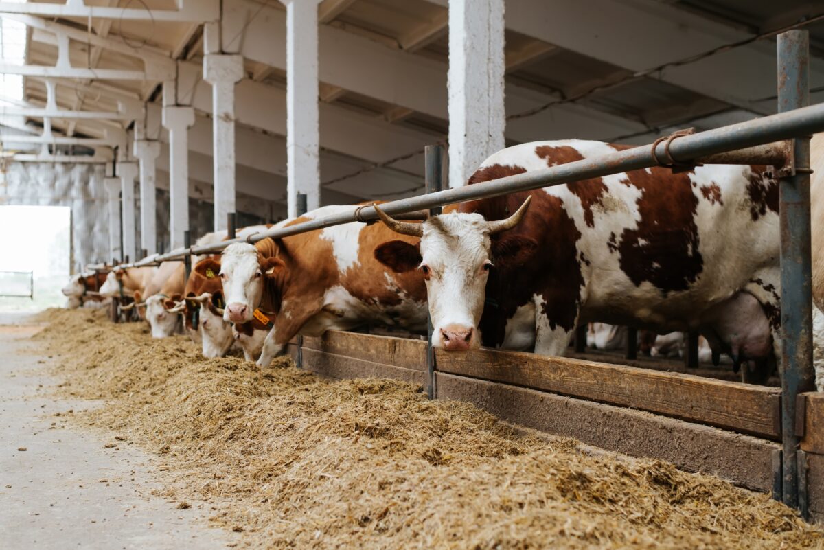 Vaches montbéliardes