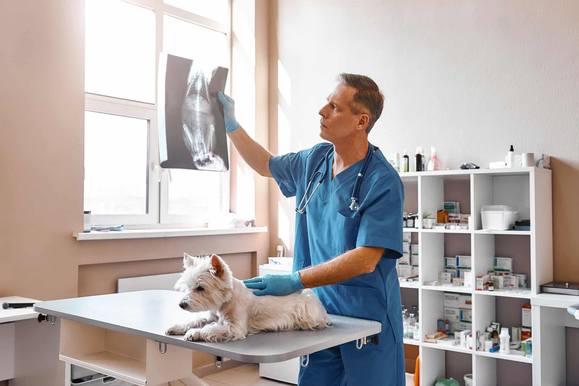 Analyse du résultat. Un vétérinaire en uniforme de travail regarde la radiographie d'un petit chien.