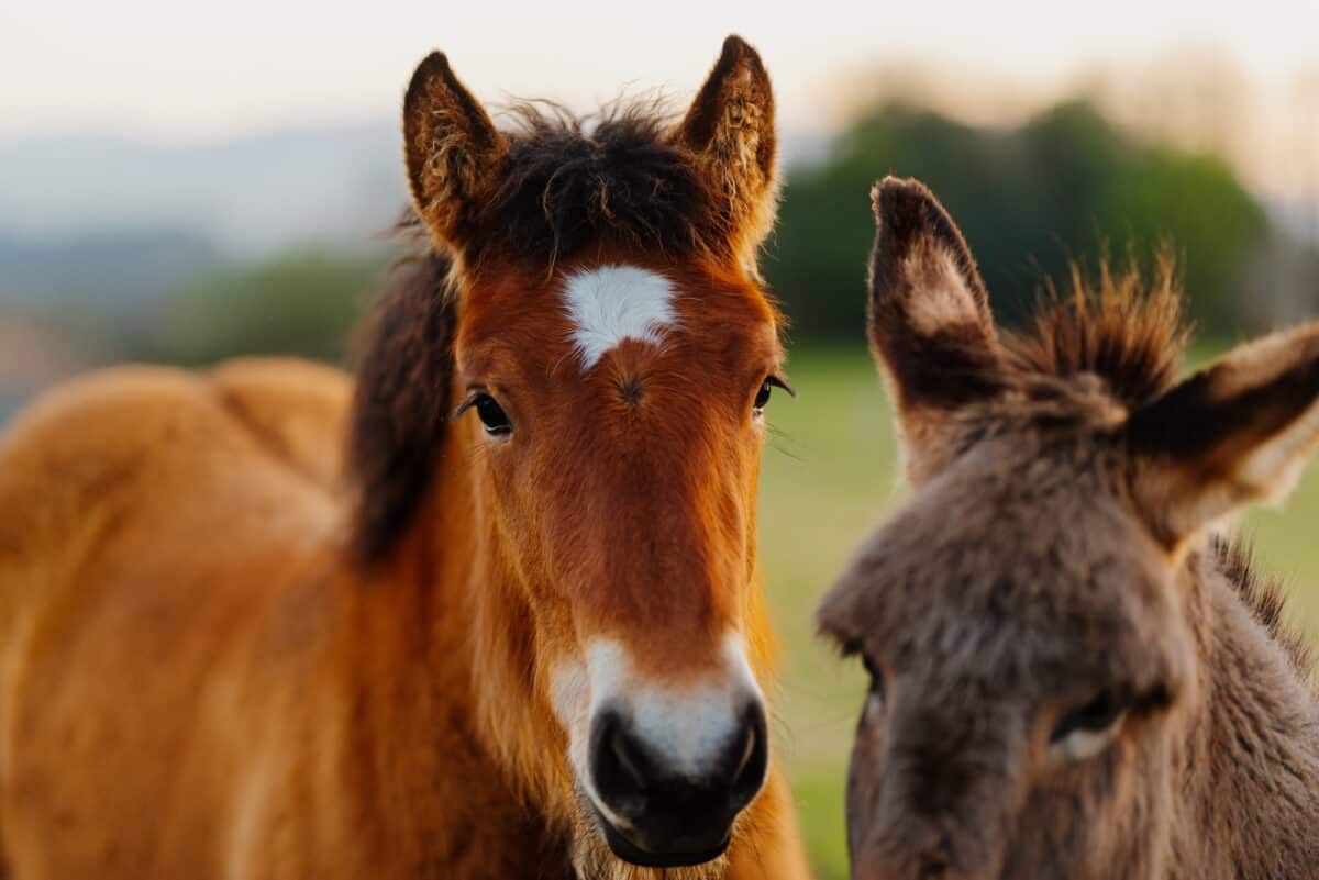 Sociabilisation des animaux