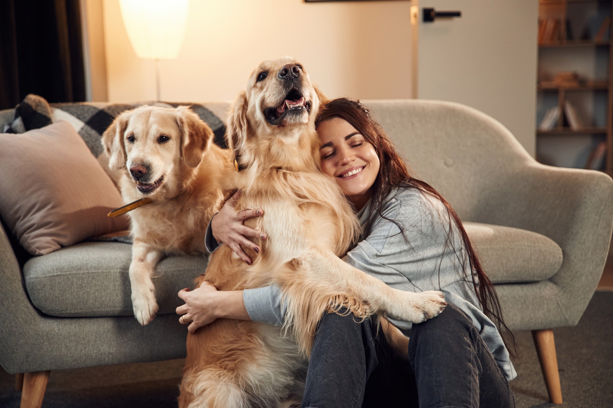Animaux sympathiques. Femme avec deux chiens golden retriever à la maison.