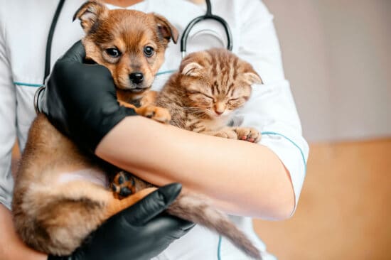 Animols, assurances animaux de compagnie