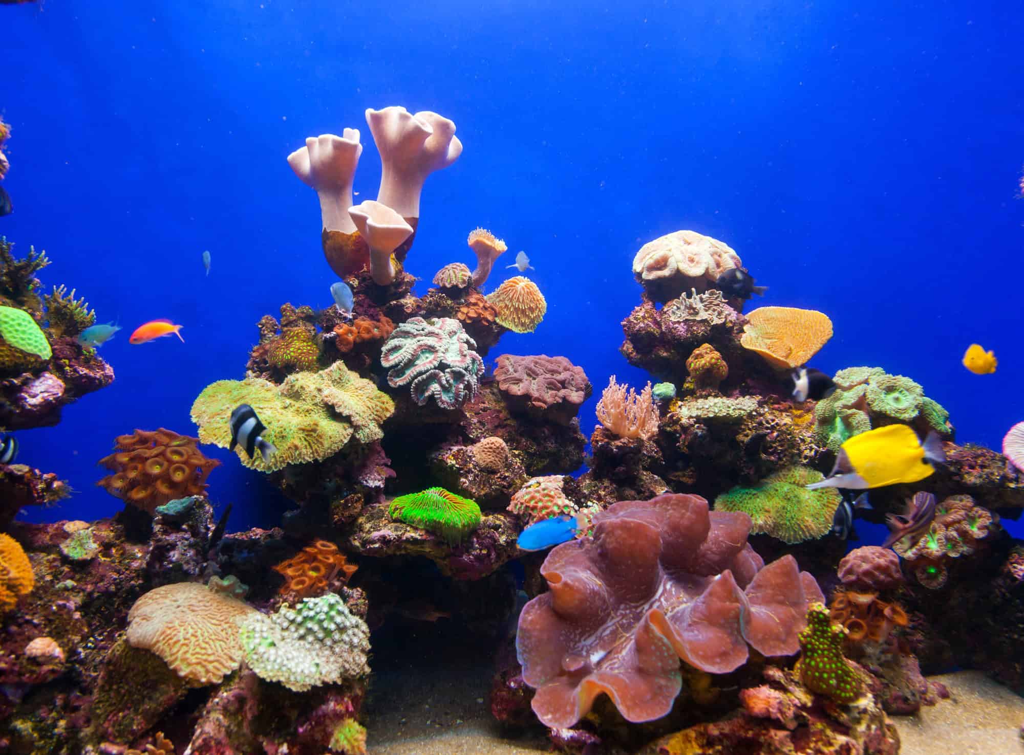 Aquarium de corail