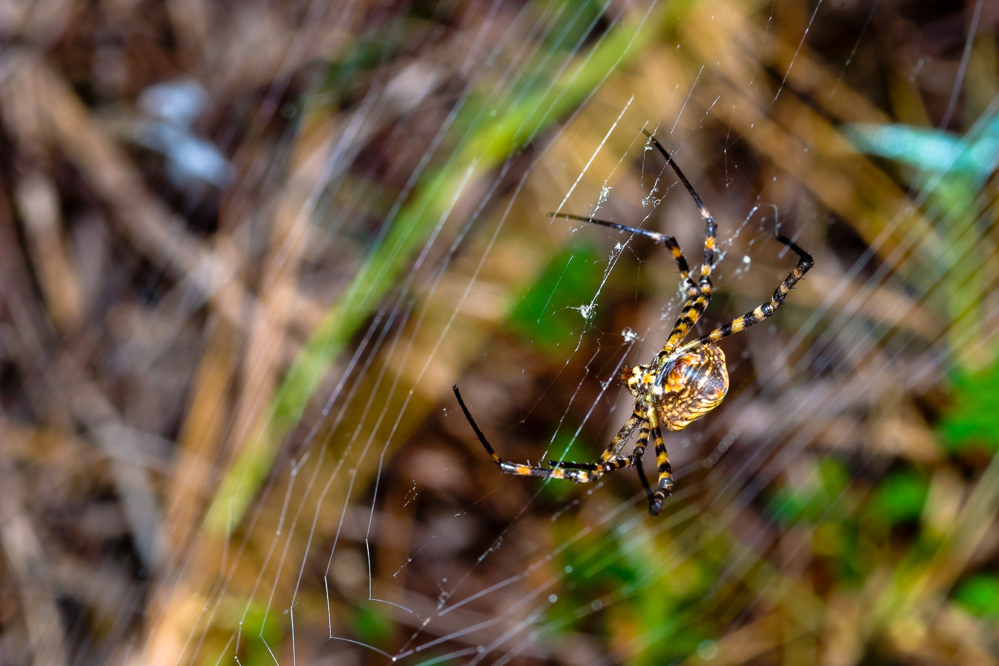 Araignée, Argiope bruennichi