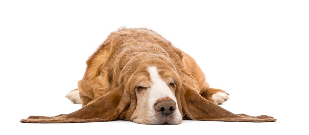 Chien Basset Hound