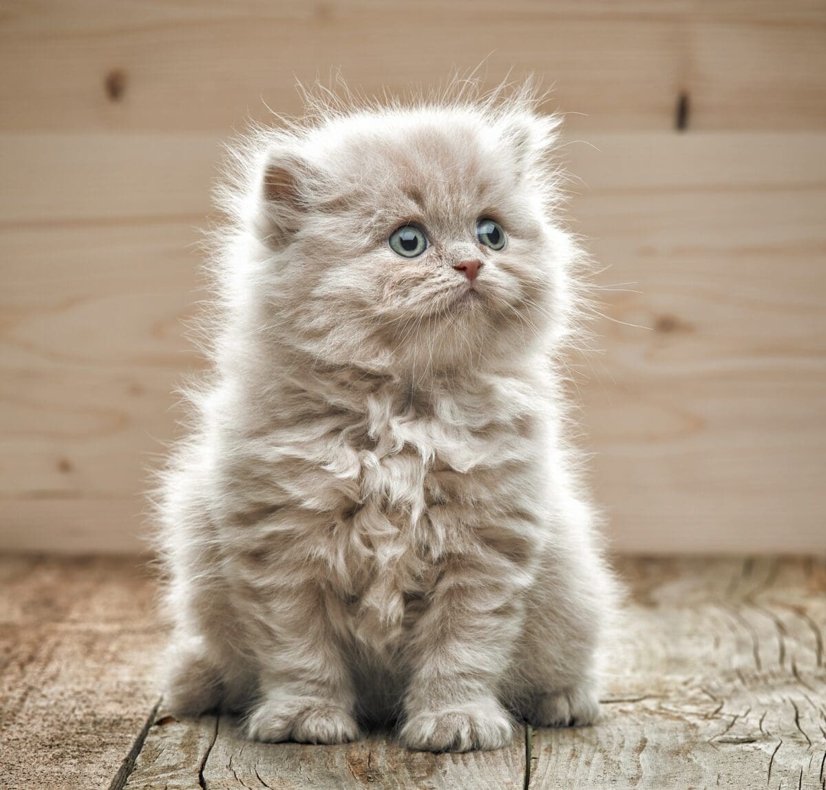 beautiful small kitten
