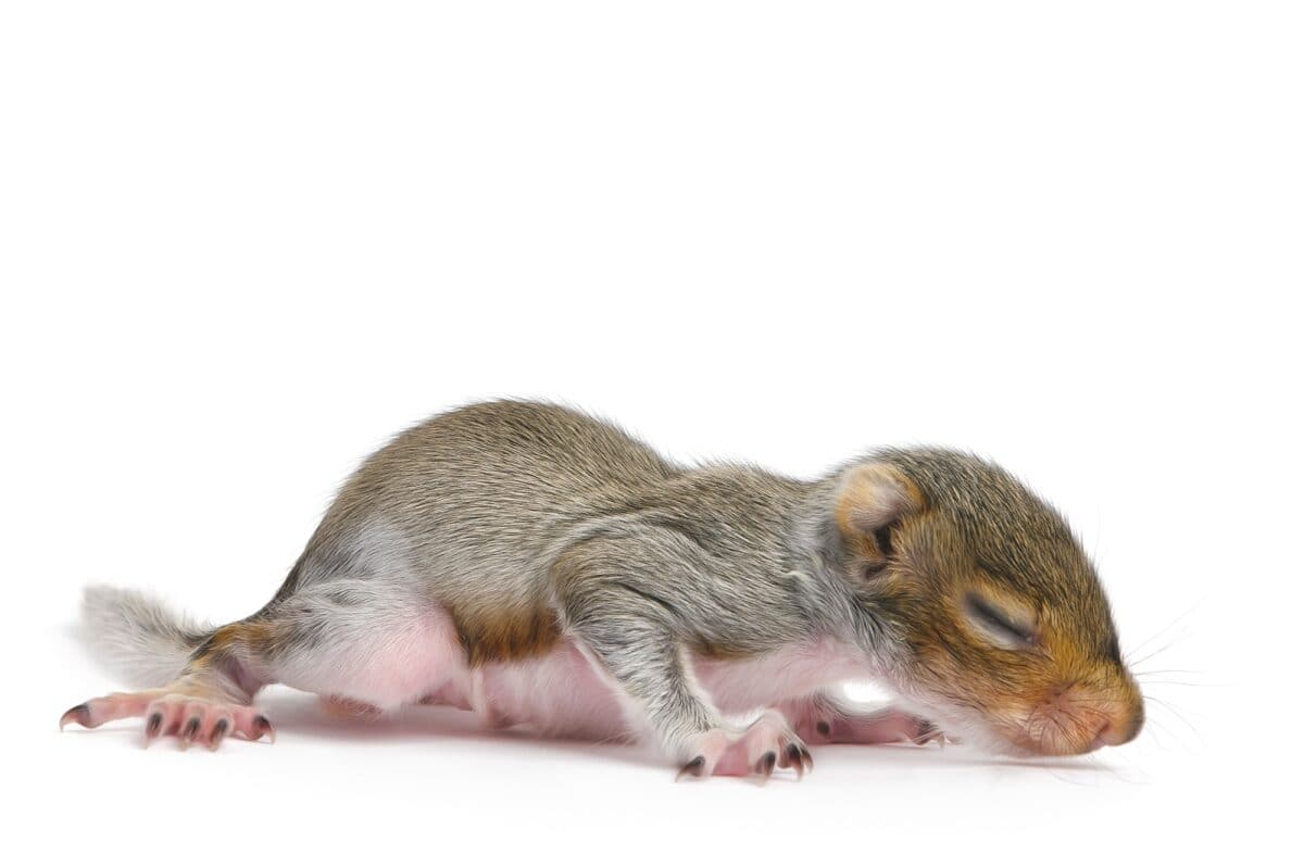 Baby Gray Squirrel
