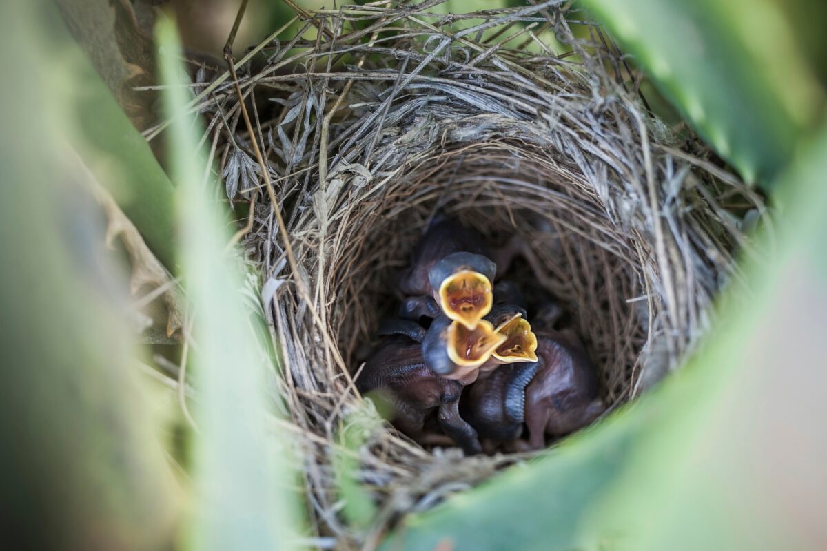 Bébés oiseaux dans le nid bouche ouverte