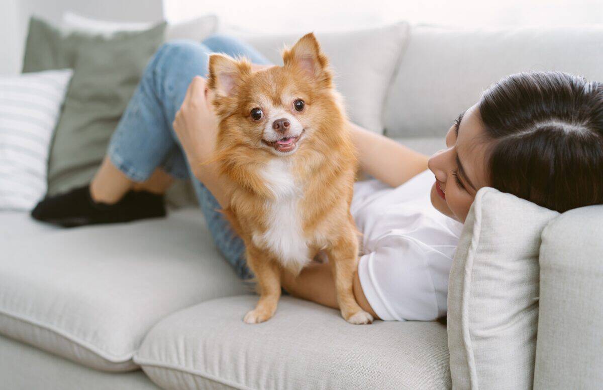 Chihuahua en appartement