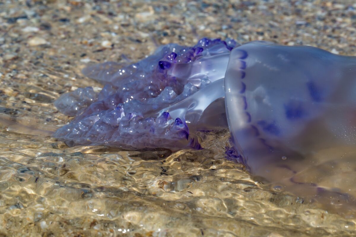 Méduse bleue sur la plage