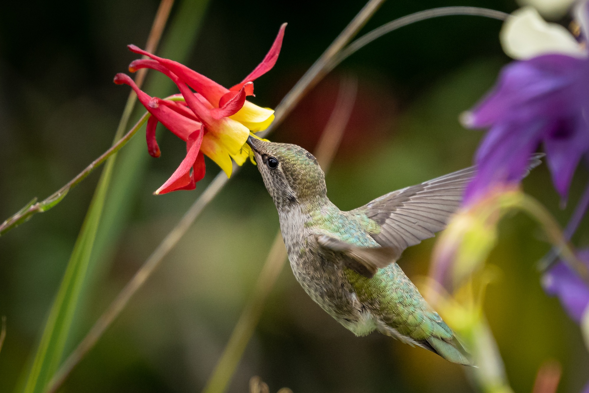 Belle photo d'un colibri buvant le nectar d'une fleur