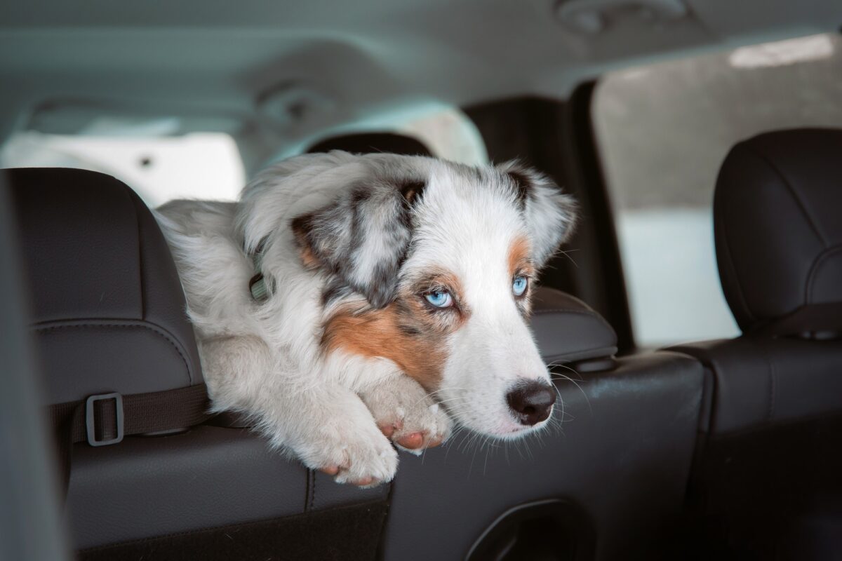 Berger australien à la voiture. Transport de chiens. Voyage avec un animal de compagnie.