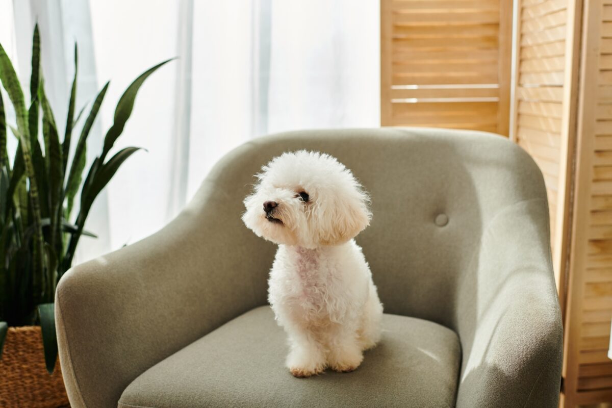 Chien Bichon en appartement