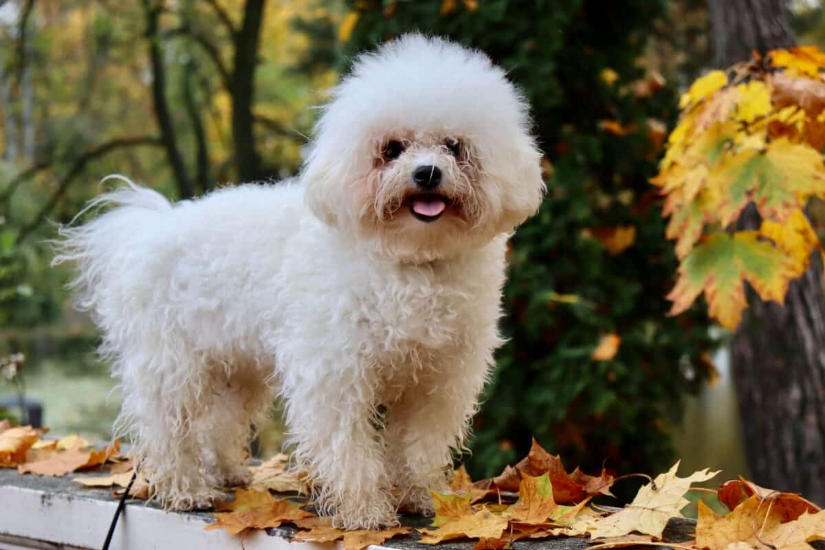 Bichon frisé