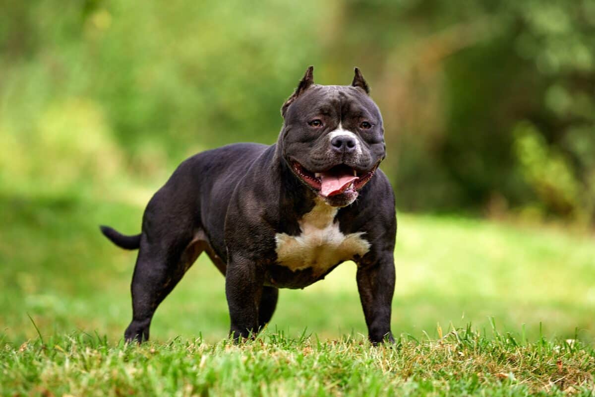 Bitch American bully on the lawn, beautifully posing in front of the camera with all the grace and