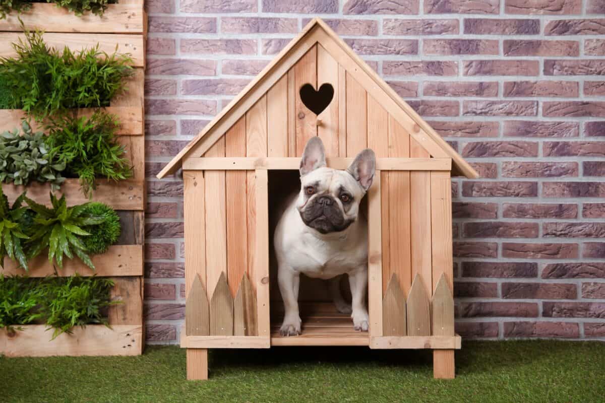 Bouledogue français dans sa niche en bois