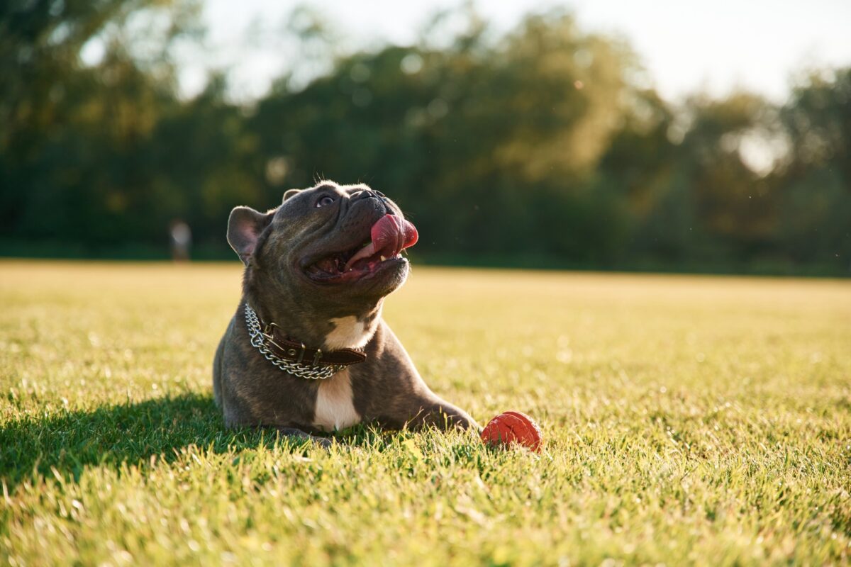 Bouledogue français en plein air