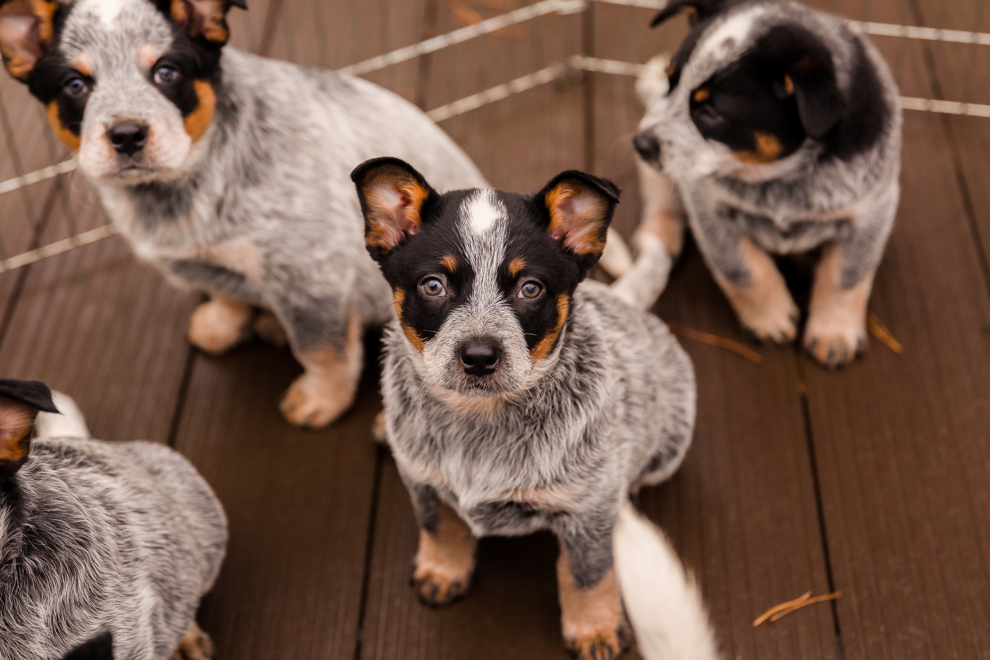 Bouvier australien chiot en plein air. Chien de race blue heeler. Chiots dans l'arrière-cour