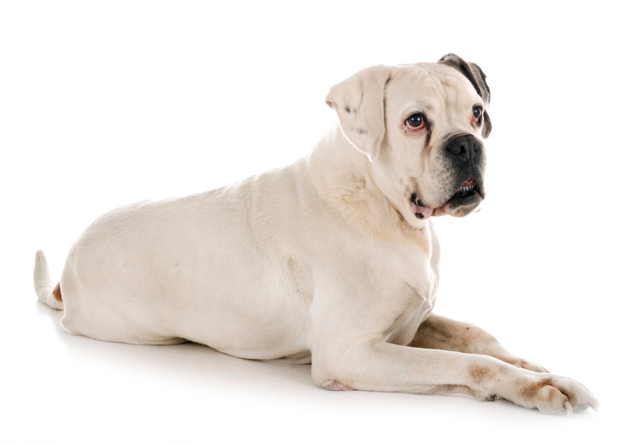 Chien Boxer blanc