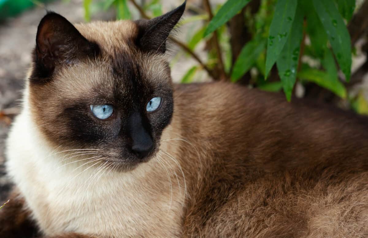 Chat siamois