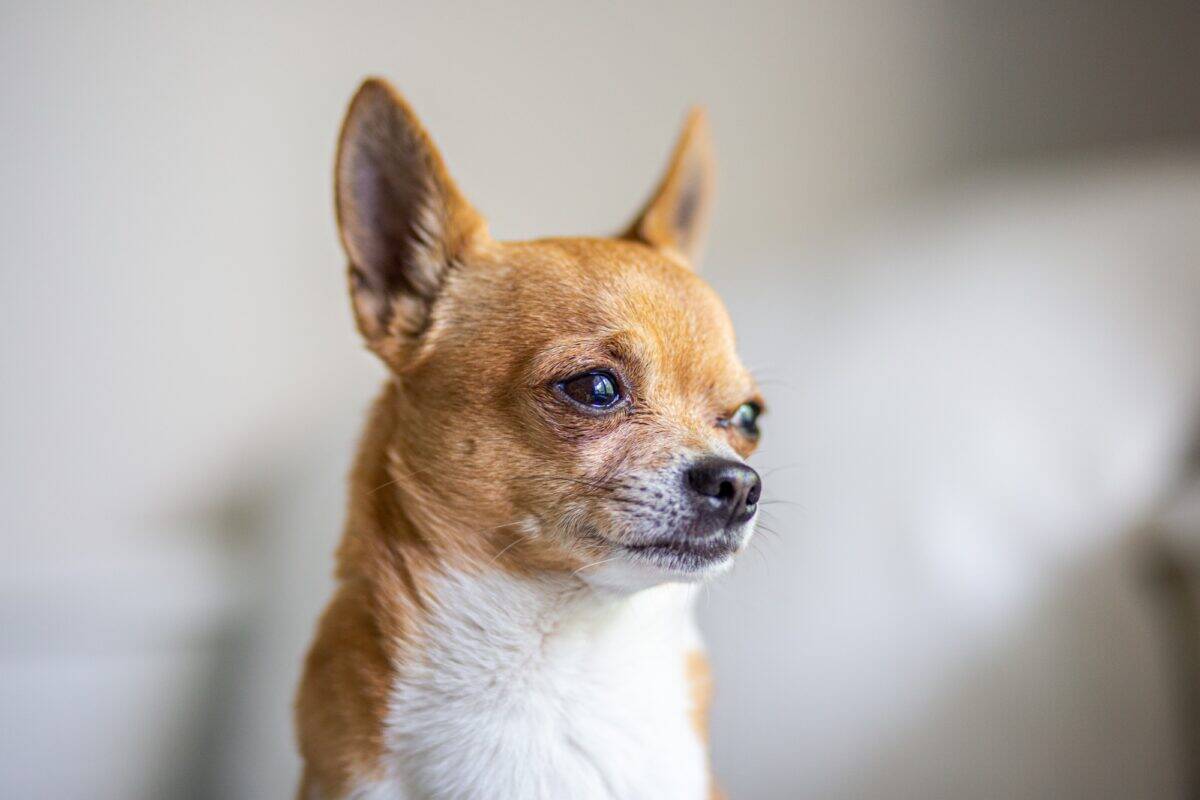 Brown chihuahua