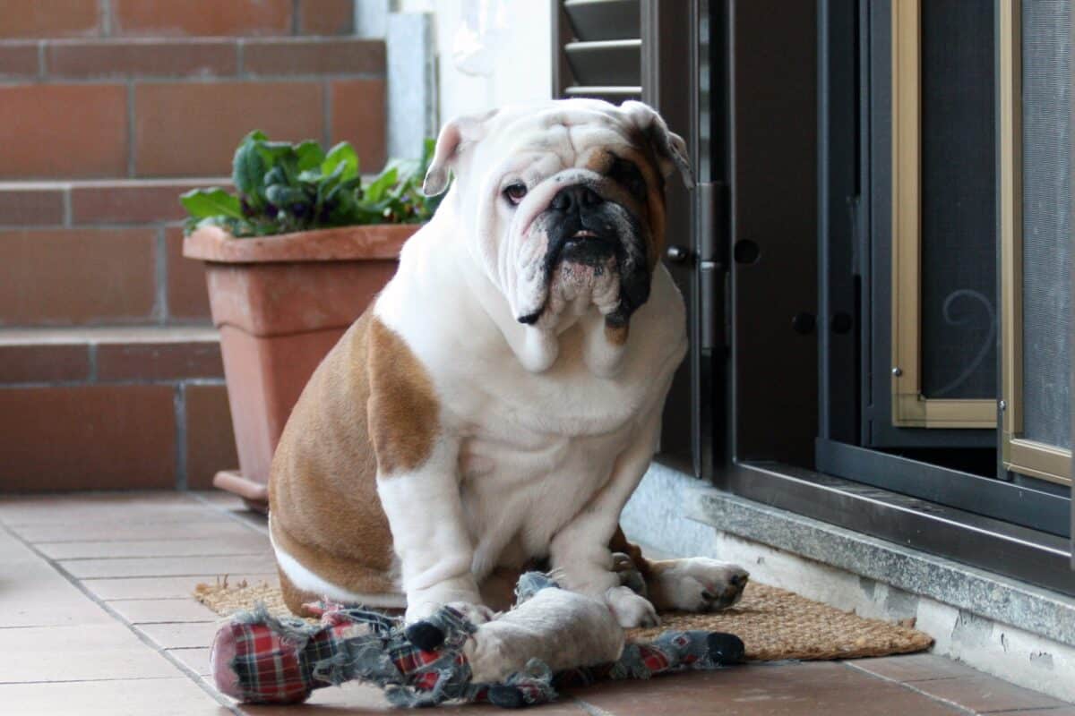 Bulldog anglais