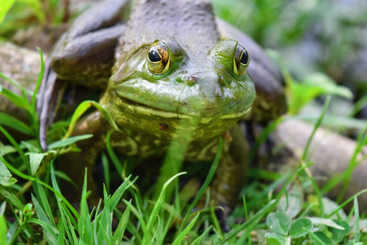 Grenouille-taureau dans la végétation
