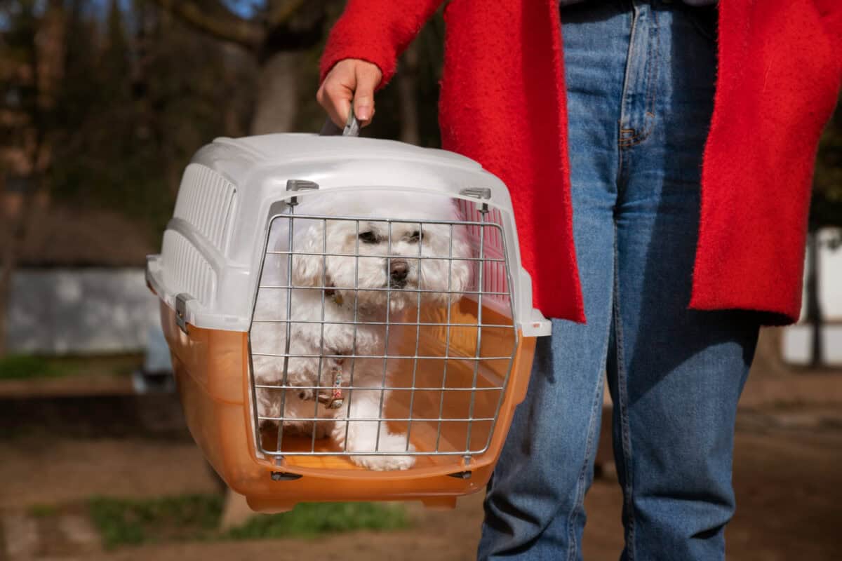 Caisse de transport pour chien