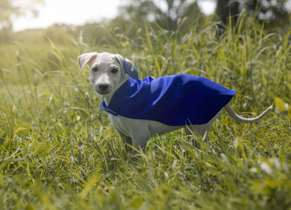 Cape protectrice pour chien