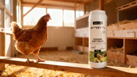 Cette erreur d’hygiène qui fait exploser les poux des poules : l’oubliez-vous aussi ?