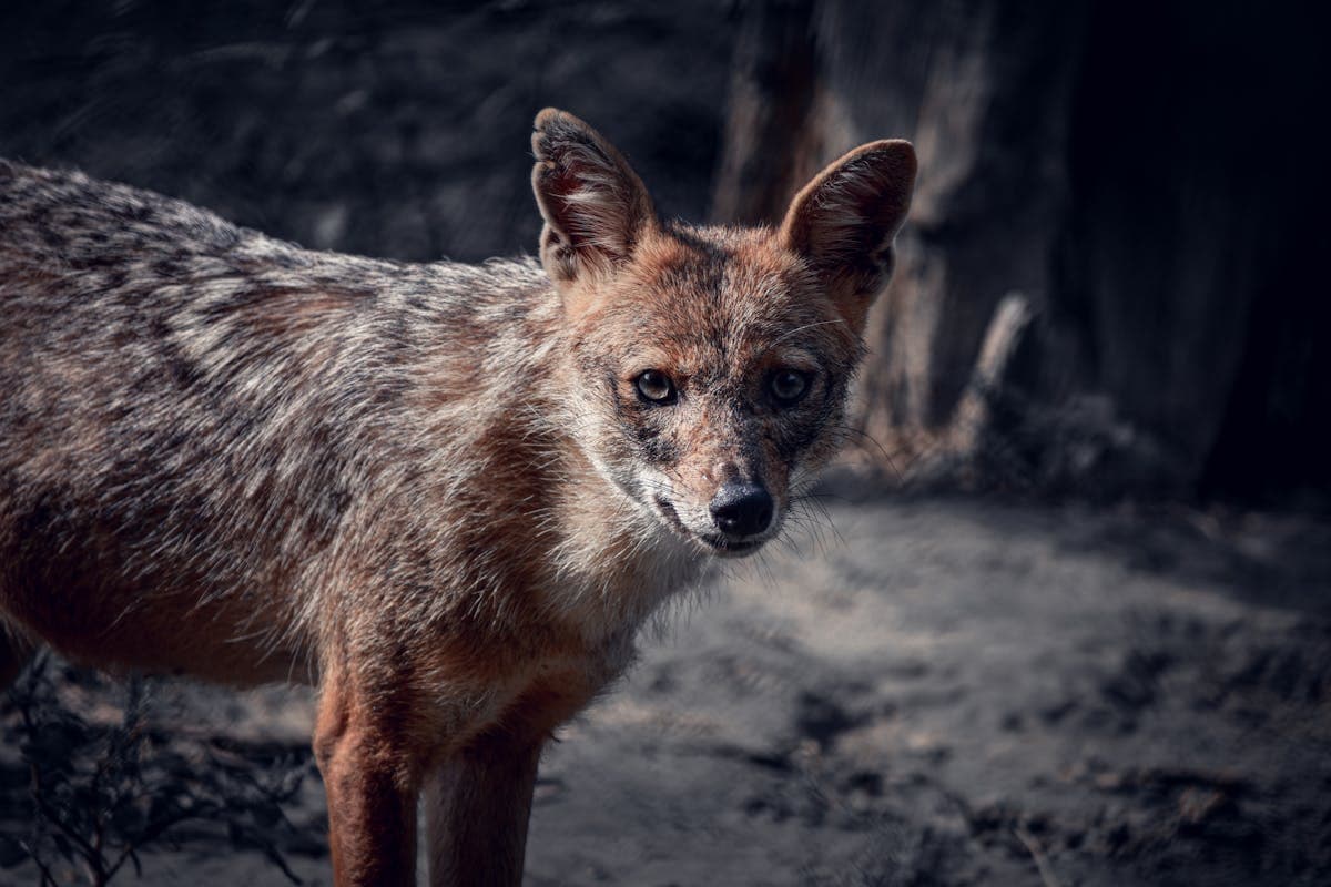 Photo by AJAY KUMAR. Chacal doré