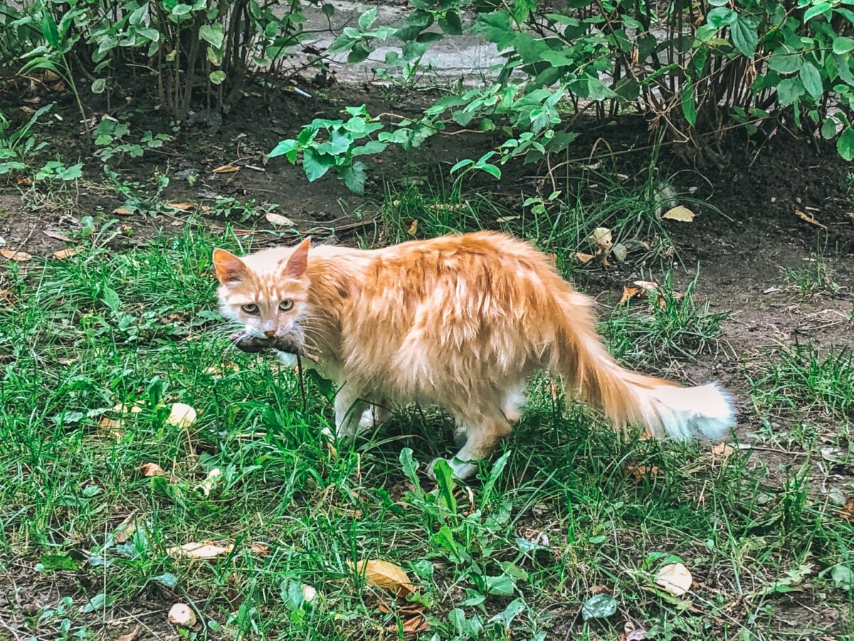 Chasseur de chats avec sa proie