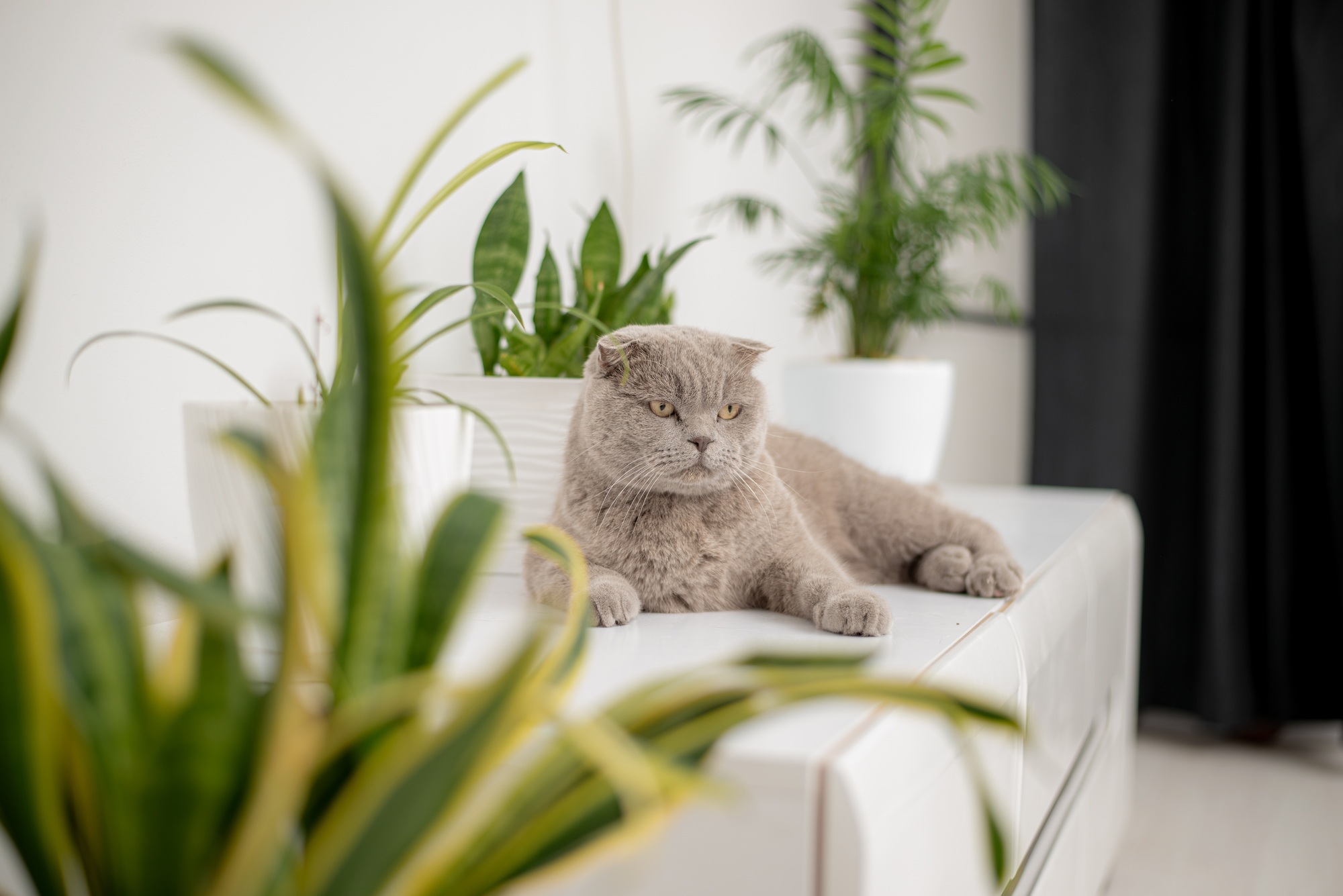 Chat en appartement