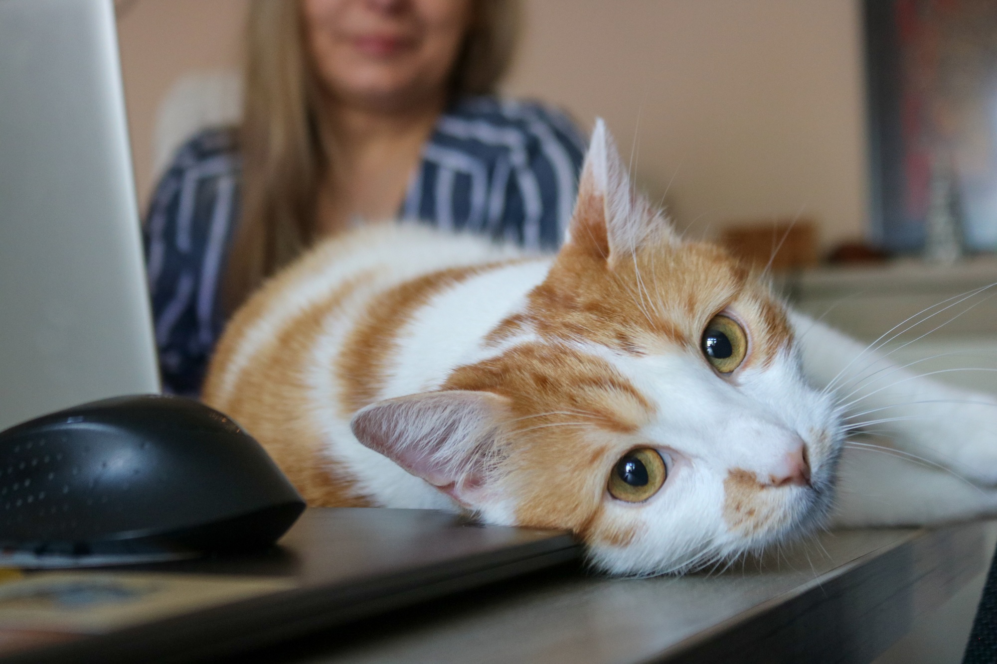Chat au bureau
