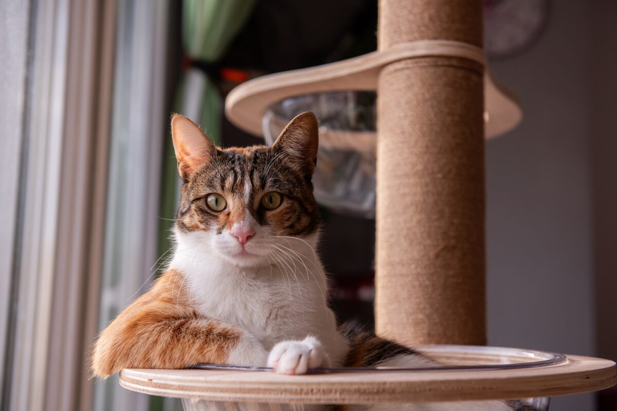 cat tree