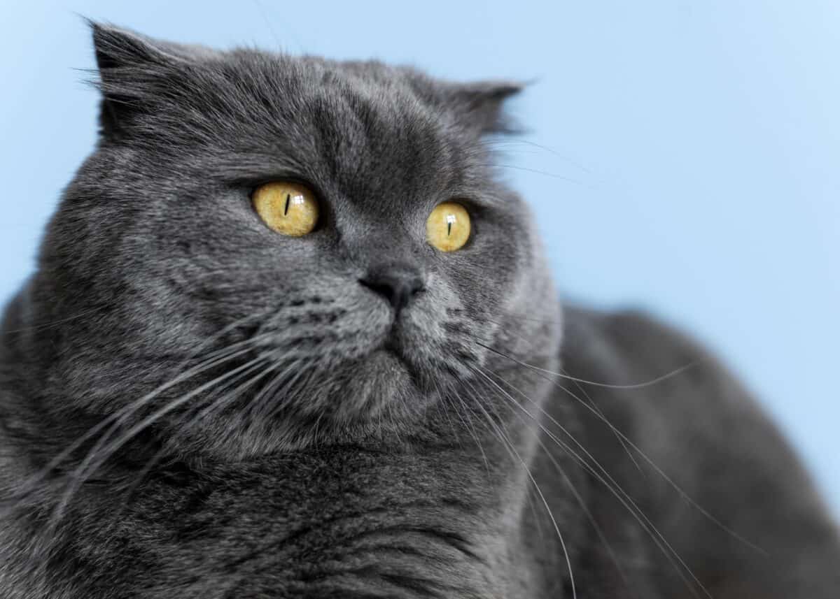 Chat chartreux